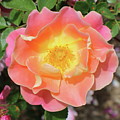 Pastel Sunset Rose