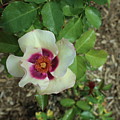 Single Pink and White Flower